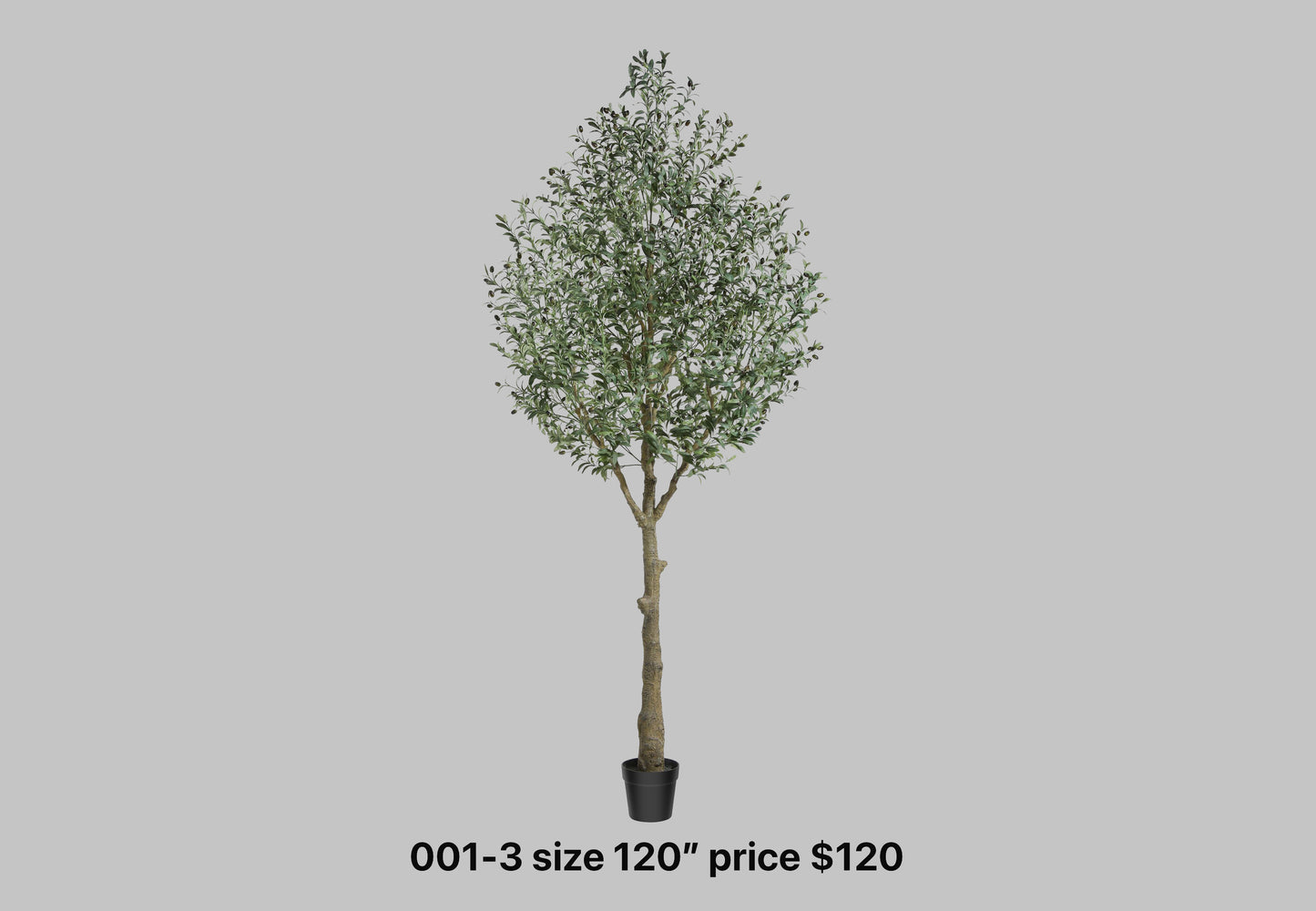 Tall Rustic Olive Tree