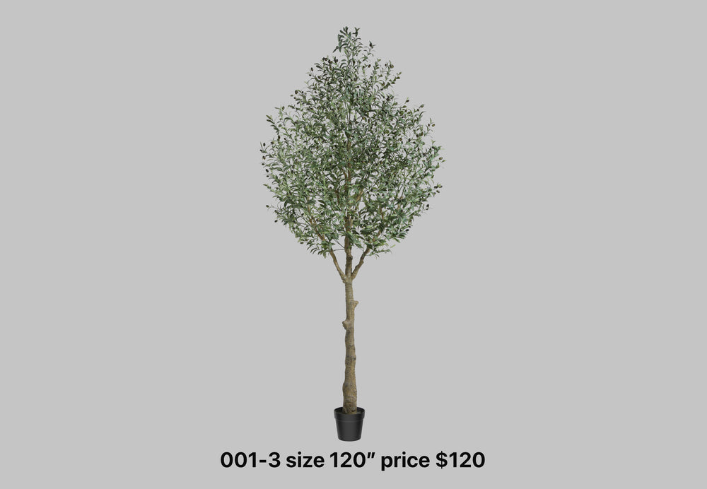 Tall Rustic Olive Tree