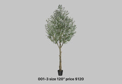Tall Rustic Olive Tree