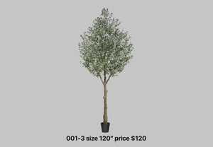 Tall Rustic Olive Tree