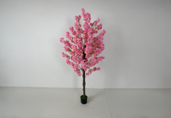 Pink Sakura Plant