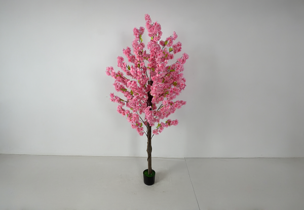 Pink Sakura Plant