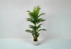 Banana Leaf Plant